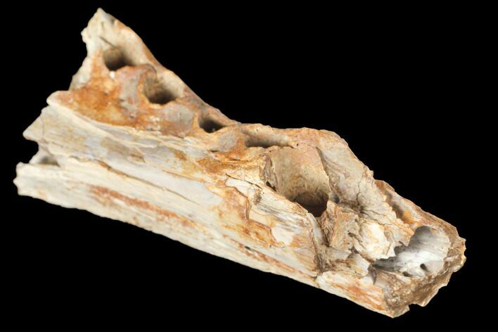Cretaceous Crocodile Jaw Section - South Dakota #133337